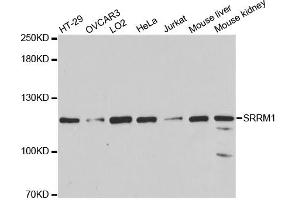 Western blot analysis of extracts of various cell lines, using SRRM1 antibody (ABIN1877093) at 1:3000 dilution. (SRRM1 antibody)