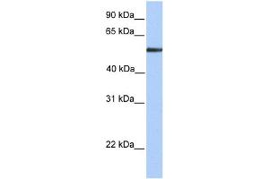 WB Suggested Anti-FUCA1 Antibody Titration: 0.