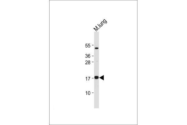 IER3 antibody  (N-Term)