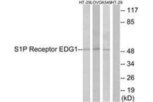 Western blot analysis of extracts from HT-29/LOVO/A549 cells, using S1P Receptor EDG1 (Ab-236) Antibody. (S1PR1 antibody  (AA 206-255))