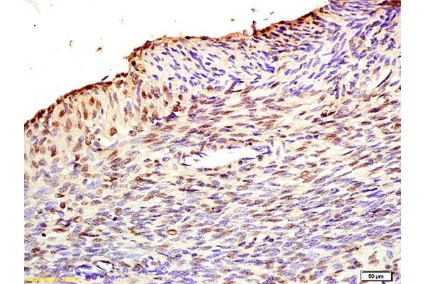 FBXO32 antibody  (AA 31-130)