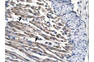 Image no. 1 for anti-Jumonji Domain Containing 8 (JMJD8) (AA 111-160) antibody (ABIN6735793) (JMJD8 antibody  (AA 111-160))