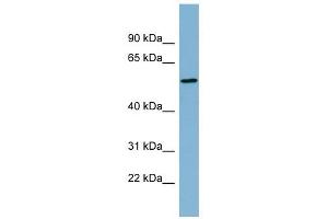 MIER2 antibody used at 1 ug/ml to detect target protein.