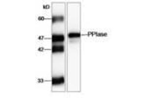 Image no. 1 for anti-FK506 Binding Protein 11, 19 KDa (FKBP11) (AA 28-201) antibody (ABIN791454) (FKBP11 antibody  (AA 28-201))