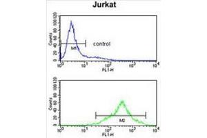 CSPP1 Antibody (N-term) flow cytometry analysis of Jurkat cells (bottom histogram) compared to a negative control cell (top histogram). (CSPP1 antibody  (N-Term))