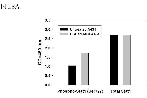 STAT1 ELISA Kit