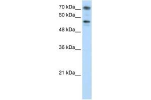 BRD7 antibody used at 0.