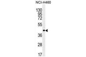 CCNC Antibody (N-term) western blot analysis in NCI-H460 cell line lysates (35µg/lane).