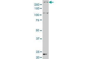 SMG1 antibody  (AA 2922-3031)