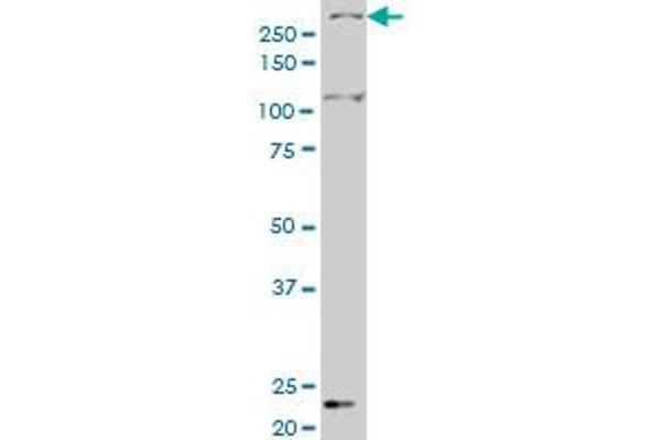 SMG1 antibody  (AA 2922-3031)