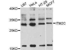 Western blot analysis of extracts of various cell lines, using ITM2C antibody (ABIN5995807) at 1:3000 dilution. (ITM2C antibody)