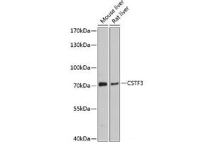 Western blot analysis of extracts of various cell lines using CSTF3 Polyclonal Antibody at dilution of 1:3000. (CSTF3 antibody)