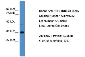 WB Suggested Anti-SERPINB8  Antibody Titration: 0. (SERPINB8 antibody  (C-Term))