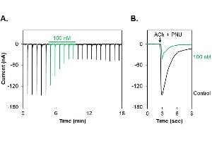 α-Bungarotoxin-ATTO Fluor-590 inhibits α7 nAChR heterologously expressed in Xenopus oocytes. (alpha-Bungarotoxin protein (Atto 590))