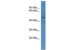 Western Blot showing Slc16a3 antibody used at a concentration of 1.
