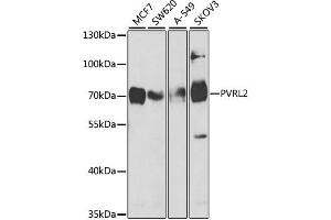 Western blot analysis of extracts of various cell lines, using PVRL2 antibody (ABIN1876566) at 1:1000 dilution. (PVRL2 antibody)