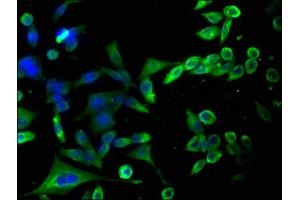 HAP1 antibody  (AA 328-580)