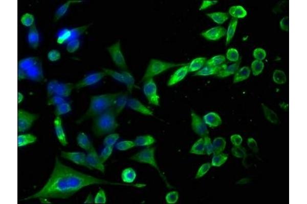 HAP1 antibody  (AA 328-580)