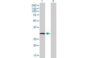 Western Blot analysis of C18orf10 expression in transfected 293T cell line by C18orf10 MaxPab polyclonal antibody. (TPGS2 antibody  (AA 1-300))