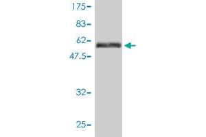 Western Blot detection against Immunogen (66 KDa) . (MAPK12 antibody  (AA 1-367))