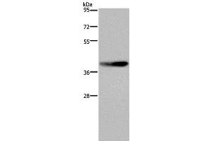 Western Blot analysis of RAW264. (DUSP4 antibody)