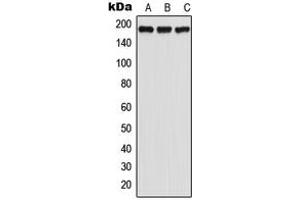 Western blot analysis of GPR125 expression in HeLa (A), SP2/0 (B), PC12 (C) whole cell lysates. (GPR125 antibody  (Center))