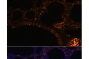 Immunofluorescence analysis of Rat lung cells using MUC2 Polyclonal Antibody at dilution of 1:100. (MUC2 antibody)