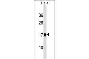 S1 Antibody (Center) (ABIN1538345 and ABIN2849044) western blot analysis in Hela cell line lysates (35 μg/lane). (AP2S1 antibody  (AA 36-64))
