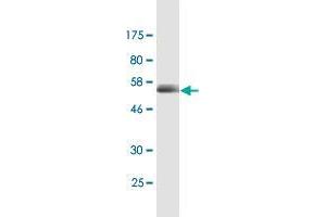 Western Blot detection against Immunogen (56. (CD320 antibody  (AA 1-282))