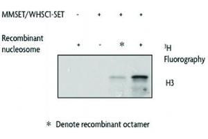 Western Blotting (WB) image for Wolf-Hirschhorn Syndrome Candidate 1 (WHSC1) (AA 942-1240) protein (GST tag) (ABIN2669720)