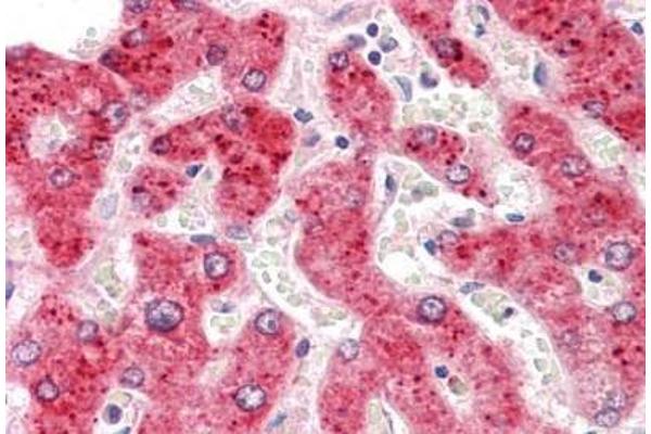 HEPACAM2 antibody  (C-Term)