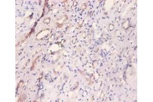 Immunohistochemistry of paraffin-embedded human kidney tissue using ABIN7160542 at dilution of 1:100 (MYL6 antibody  (AA 3-151))