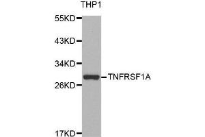 Western blot analysis of extracts of THP-1 cell line, using TNFRSF1A antibody. (TNFRSF1A antibody  (AA 22-211))