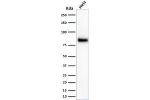 Western Blot Analysis of HeLa cell lysate using CD44 Mouse Monoclonal Antibody (156-3C11). (CD44 antibody)