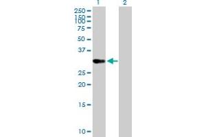 Western Blot analysis of OVOL1 expression in transfected 293T cell line by OVOL1 MaxPab polyclonal antibody. (OVOL1 antibody  (AA 1-267))