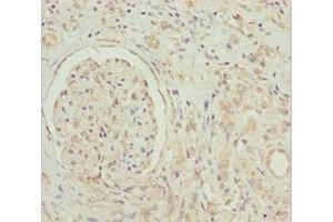 GNB1L antibody  (AA 1-327)