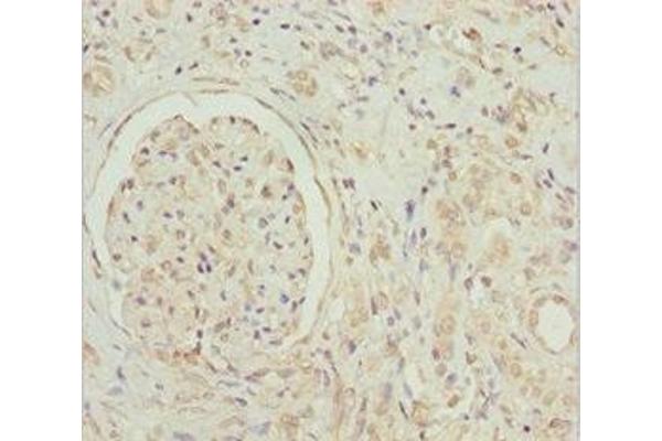 GNB1L antibody  (AA 1-327)
