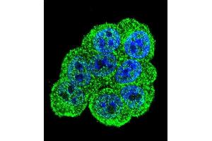 Confocal immunofluorescent analysis of DEF Antibody (N-term) (ABIN655755 and ABIN2845199) with Hela cell followed by Alexa Fluor 488-conjugated goat anti-rabbit lgG (green).