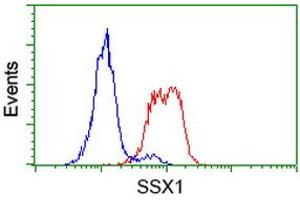 SSX1 抗体