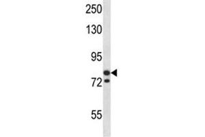 MCM3 antibody western blot analysis in SK-BR-3 lysate. (MCM3 antibody  (AA 36-64))