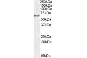 Image no. 1 for anti-Synaptotagmin I (SYT1) (Internal Region) antibody (ABIN375123) (SYT1 antibody  (Internal Region))