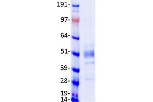Validation with Western Blot (GCNT2 Protein (Transcript Variant 3) (Myc-DYKDDDDK Tag))