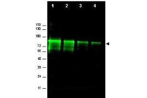Western blot using  Affinity Purified anti-Mre11 antibody shows detection of a band ~80 kDa corresponding to mouse Mre11 (arrowhead). (Mre11 antibody  (AA 68-706))