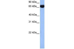 WB Suggested Anti-HSPA1L Antibody Titration: 0.