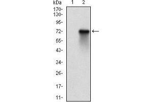 Western blot analysis using RPS6KA2 mAb against HEK293 (1) and RPS6KA2 (AA: 415-734)-hIgGFc transfected HEK293 (2) cell lysate. (RPS6KA2 antibody  (AA 415-734))