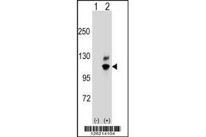 Western blot analysis of GNL2 using rabbit polyclonal GNL2 Antibody using 293 cell lysates (2 ug/lane) either nontransfected (Lane 1) or transiently transfected (Lane 2) with the GNL2 gene. (GNL2 antibody  (N-Term))