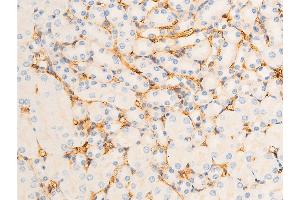 ABIN6267302 at 1/100 staining mouse kidney tissue sections by IHC-P. (ICAM1 antibody  (pTyr512))