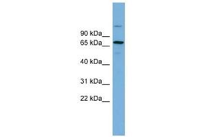 BRAP antibody used at 1 ug/ml to detect target protein. (BRAP antibody  (Middle Region))