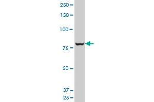 COG2 polyclonal antibody (A01), Lot # 070226JCSa Western Blot analysis of COG2 expression in Hela S3 NE .