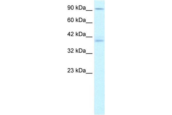 KIFC2 anticorps  (N-Term)